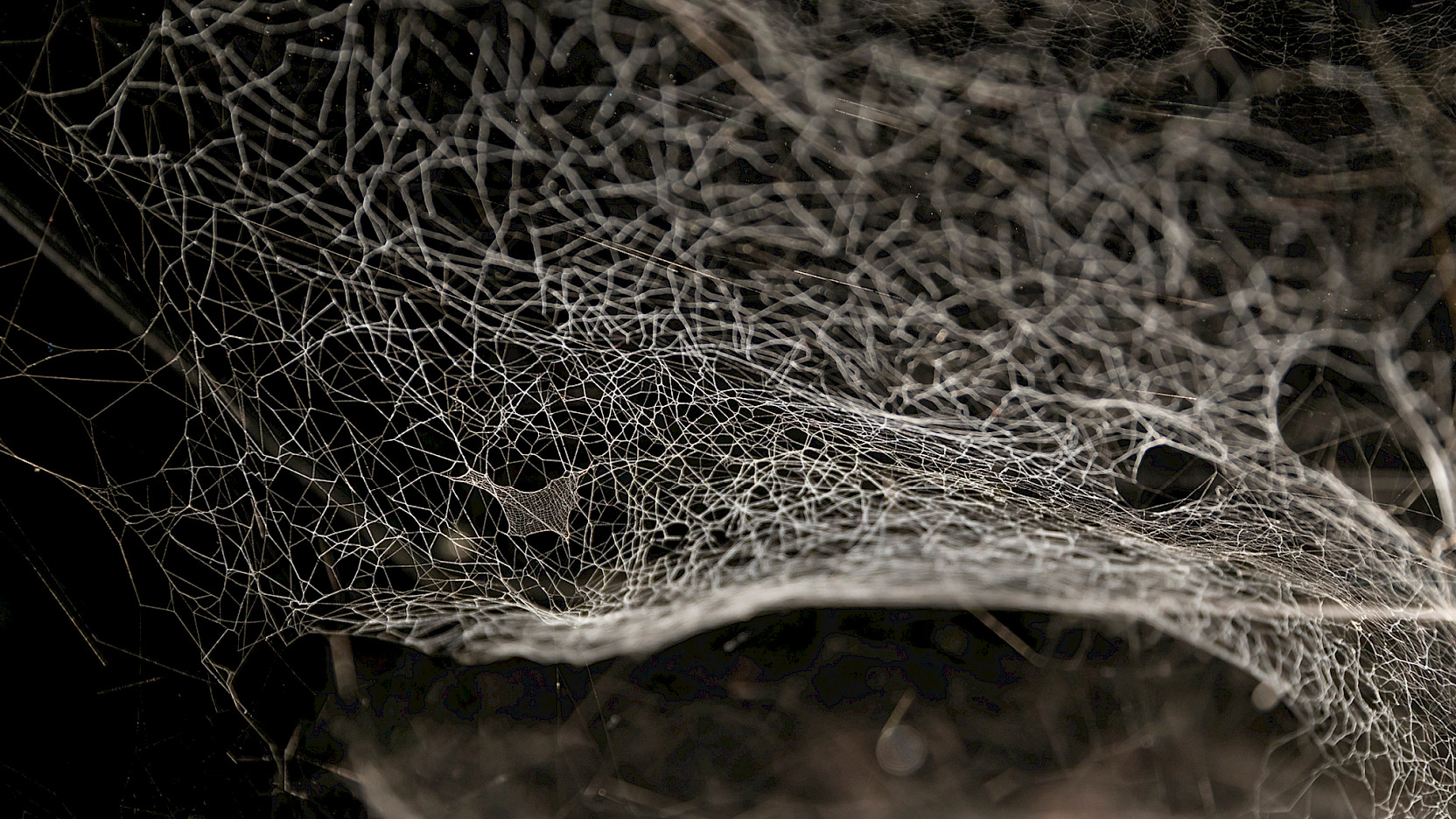 Tomás Saraceno, Webs of At-tent(s)ion (detail), 2018. © Studio Tomás Saraceno, 2018. Courtesy the artist.