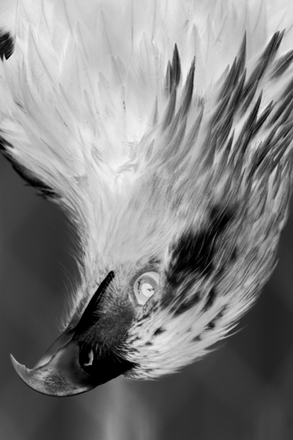 James Tunks Feathers I 2024 Black and White Pigment Print on Photo Rag 100x70cm